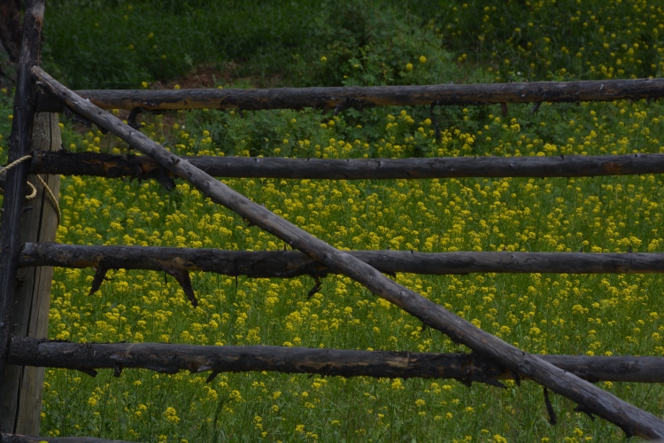fence and yellow wildflowers
